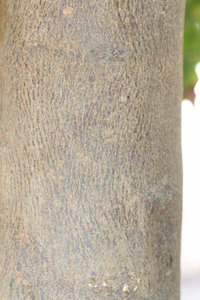            Bark (Riverside, CA)   